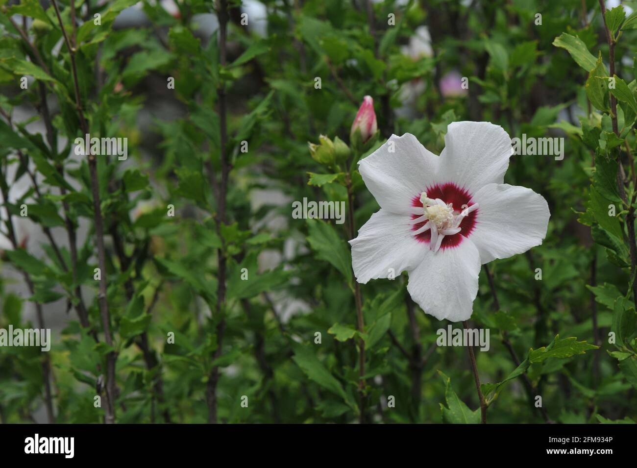 Fleur d'hibiscus dans le jardin Banque D'Images