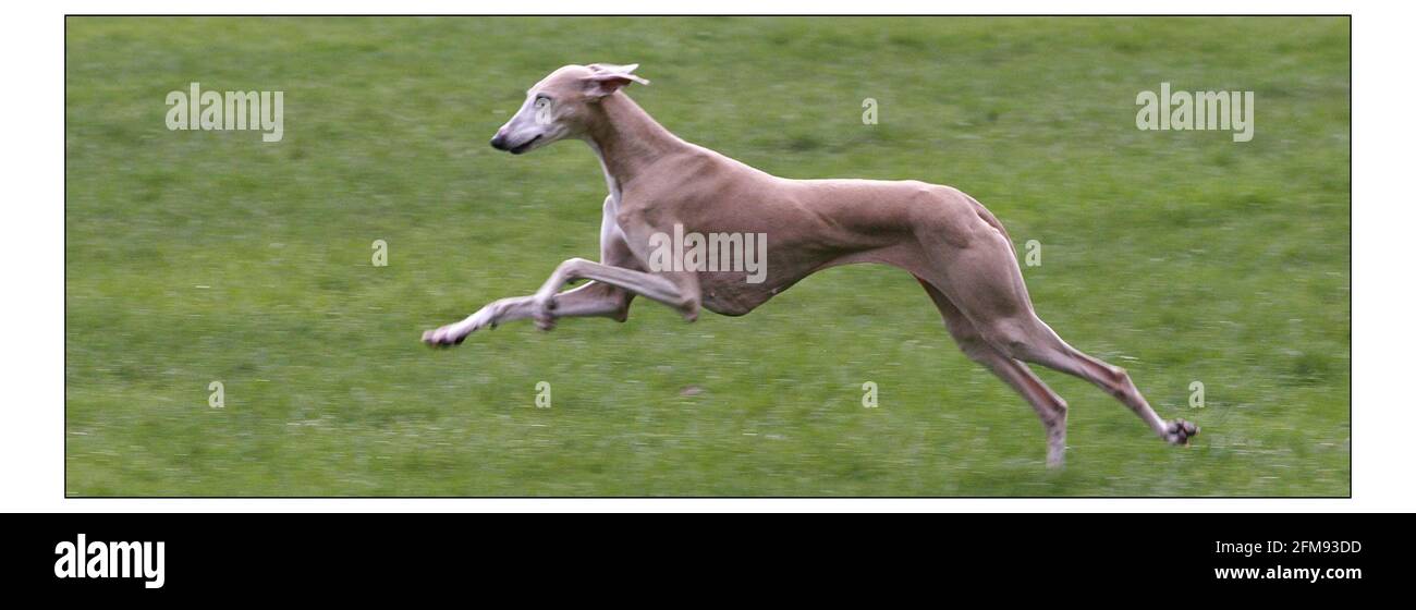 Photocall pour le lancement national du plus grand salon canin sur Terre - CRUFTS se tiendra au NEC Birmingham du 4 au 7 mars. Azawakh, CHIEN de race originaire d'Afrique, élevé pour la vitesse et la puissance de séjour dans un climat chaud intondement, propriété de M Goodman de LeominsterPic David Sandison 24/2/2004 Banque D'Images