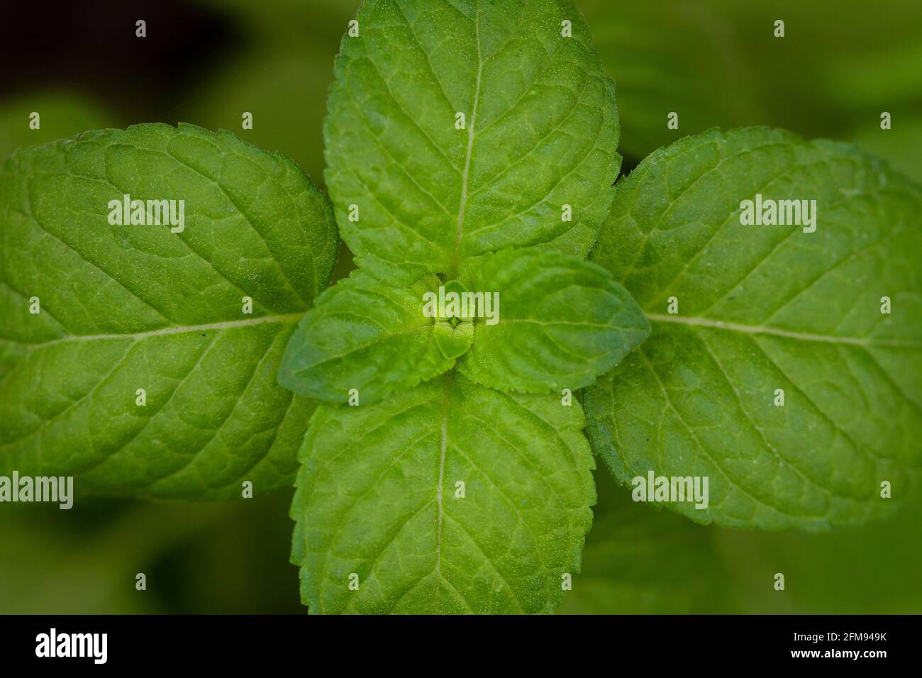 macro de feuilles de menthe Banque D'Images