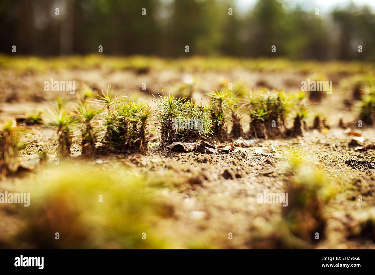 pépinière de sapins. vue de dessus des rangées lisses de lits avec de jeunes arbres. restauration des forêts de conifères. une personne plante beaucoup de plantules d'arbres Banque D'Images