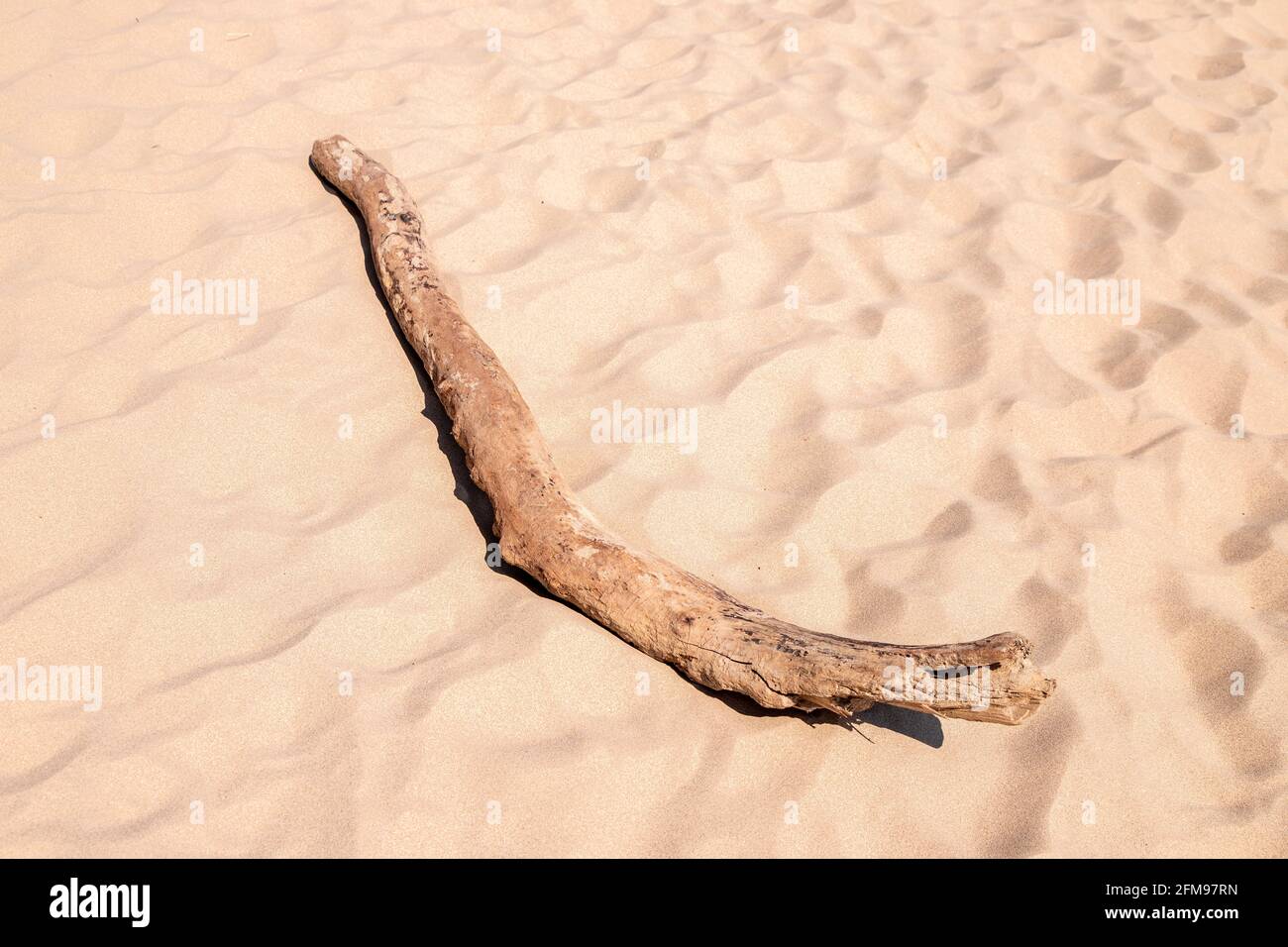 Driftwood sur la plage de Harlech, Gwynedd, pays de Galles Banque D'Images