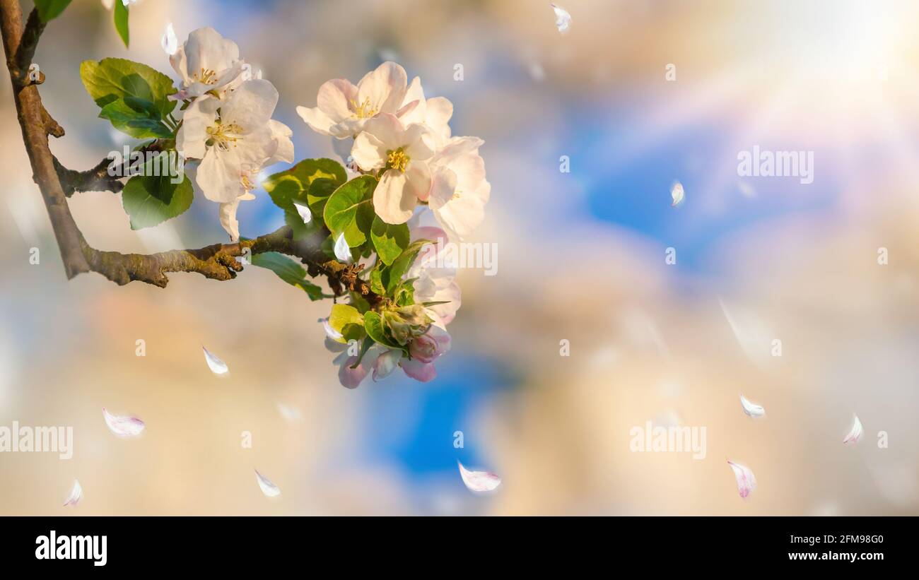 Magnifique arbre un arbre de pomme en fleur sur le vert herbe avec le soleil et le ciel bleu Banque D'Images