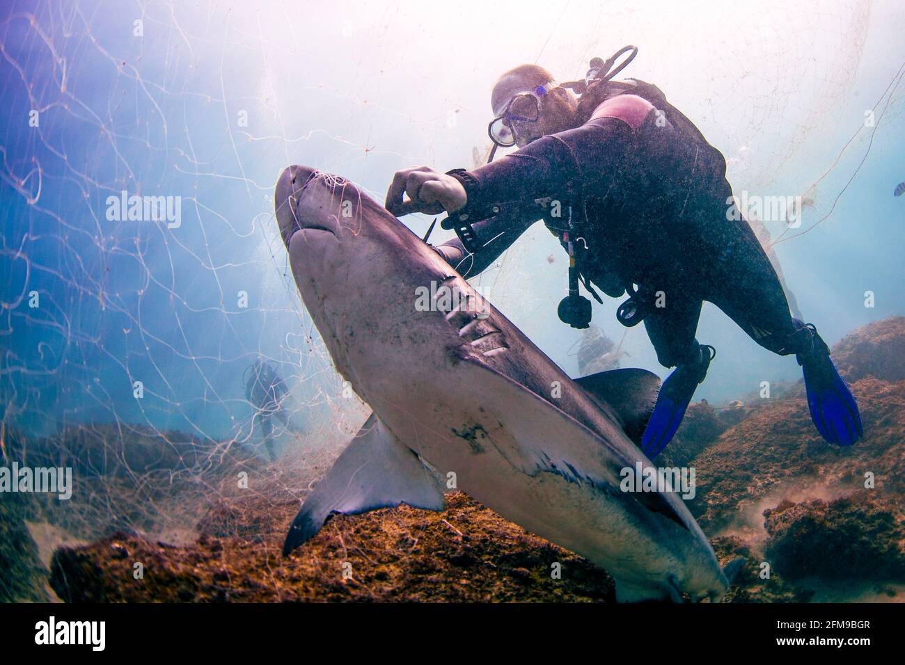 Mégalodon, le plus grand requin prédateur