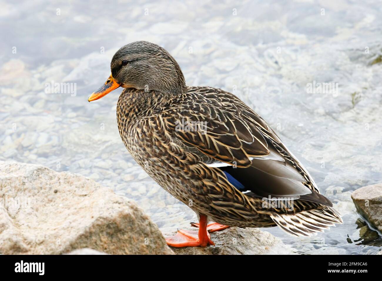 Un canard colvert femelle, Anas platyrhynchos, reposant sur la rive Banque D'Images