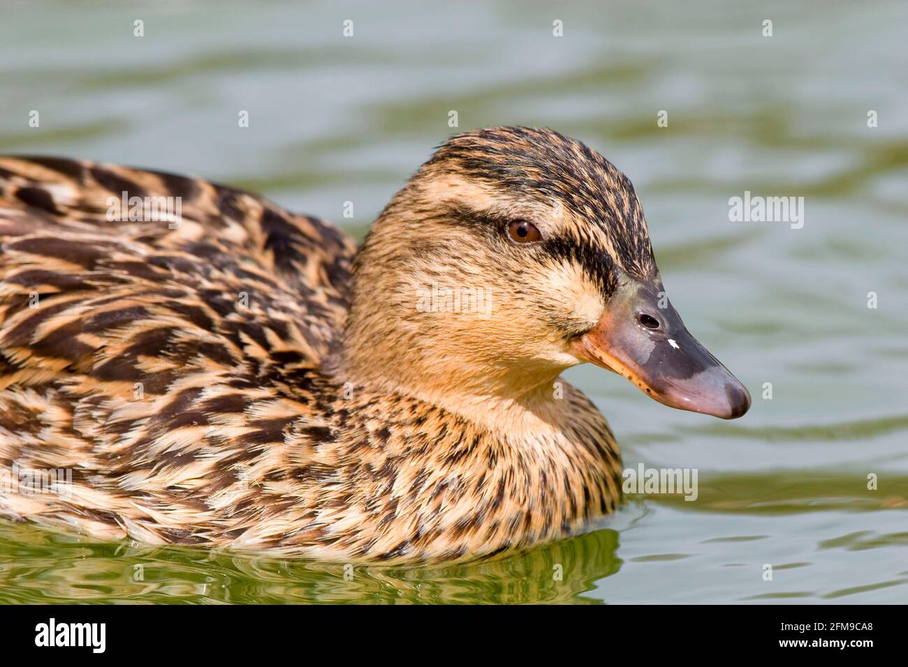 Un canard colvert femelle, Anas platyrhynchos, vue rapprochée Banque D'Images