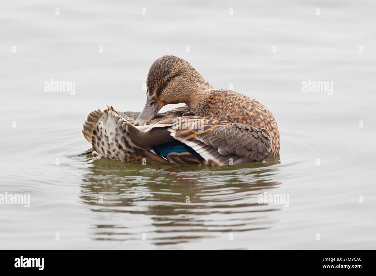 Un canard colvert femelle, Anas platyrhynchos, prêchant sur l'eau Banque D'Images