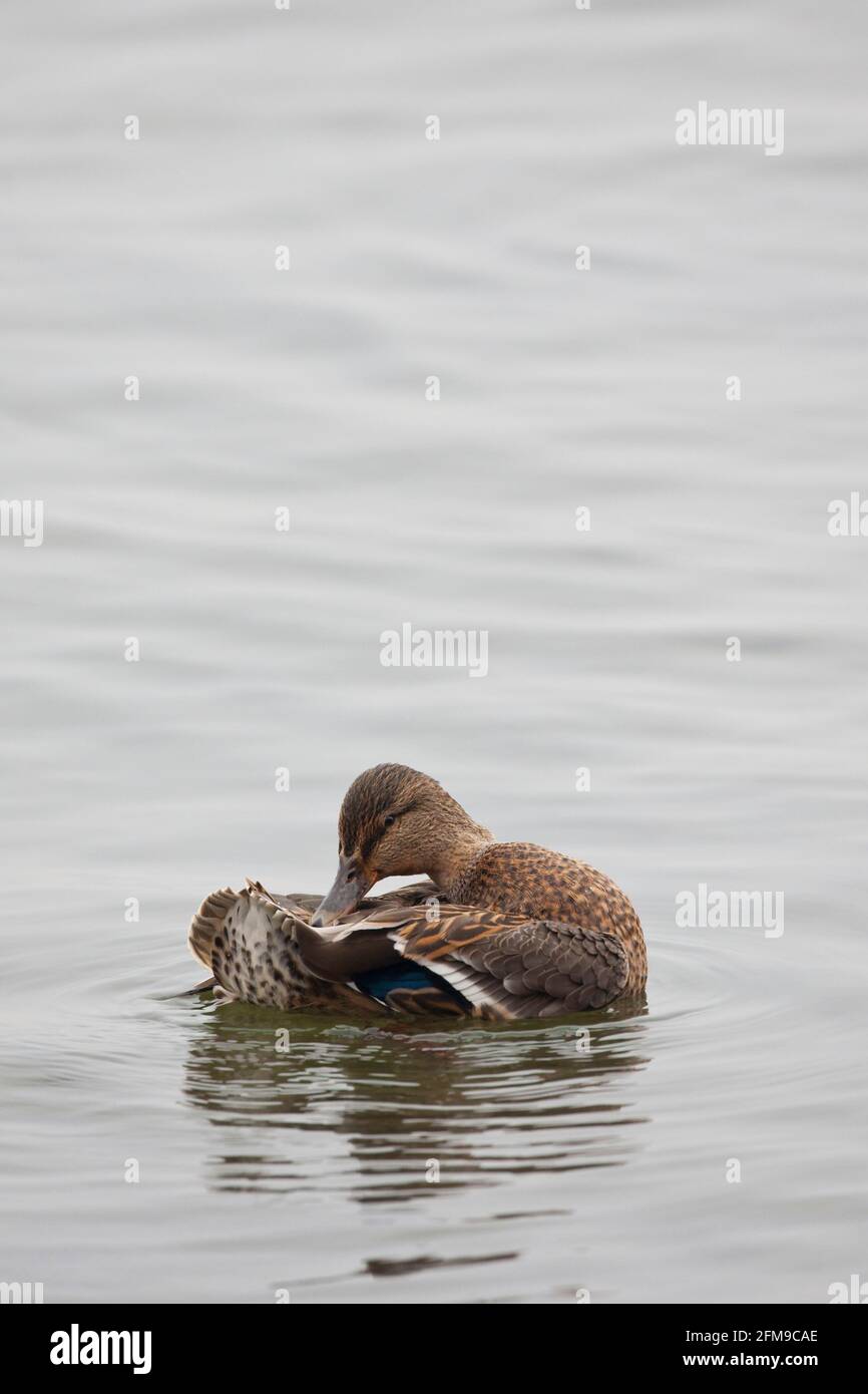 Une verticale d'un canard colvert femelle, Anas platyrhynchos, prêchant sur l'eau Banque D'Images