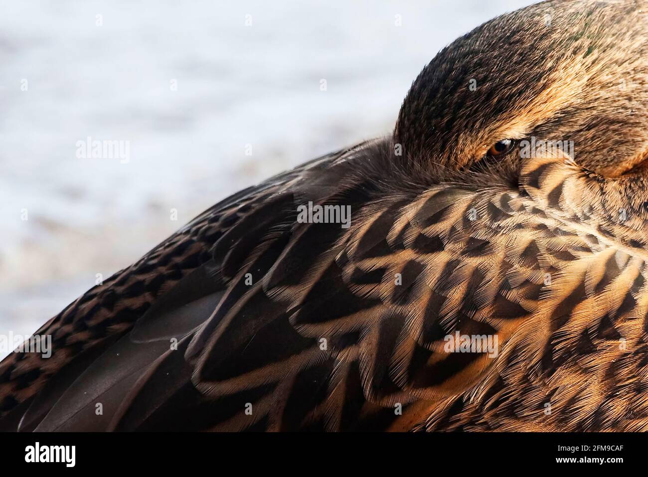 Un canard colvert femelle, Anas platyrhynchos, gros plan d'un oiseau au repos Banque D'Images