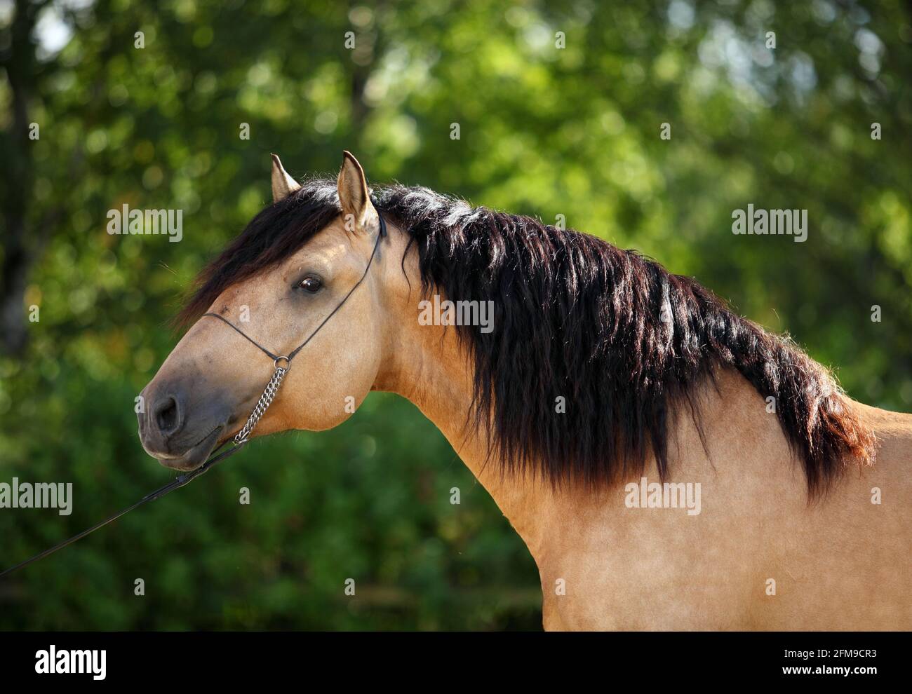 Portrait de l'étalon de cheval Paso fino dans le ranch du soir d'été Banque D'Images