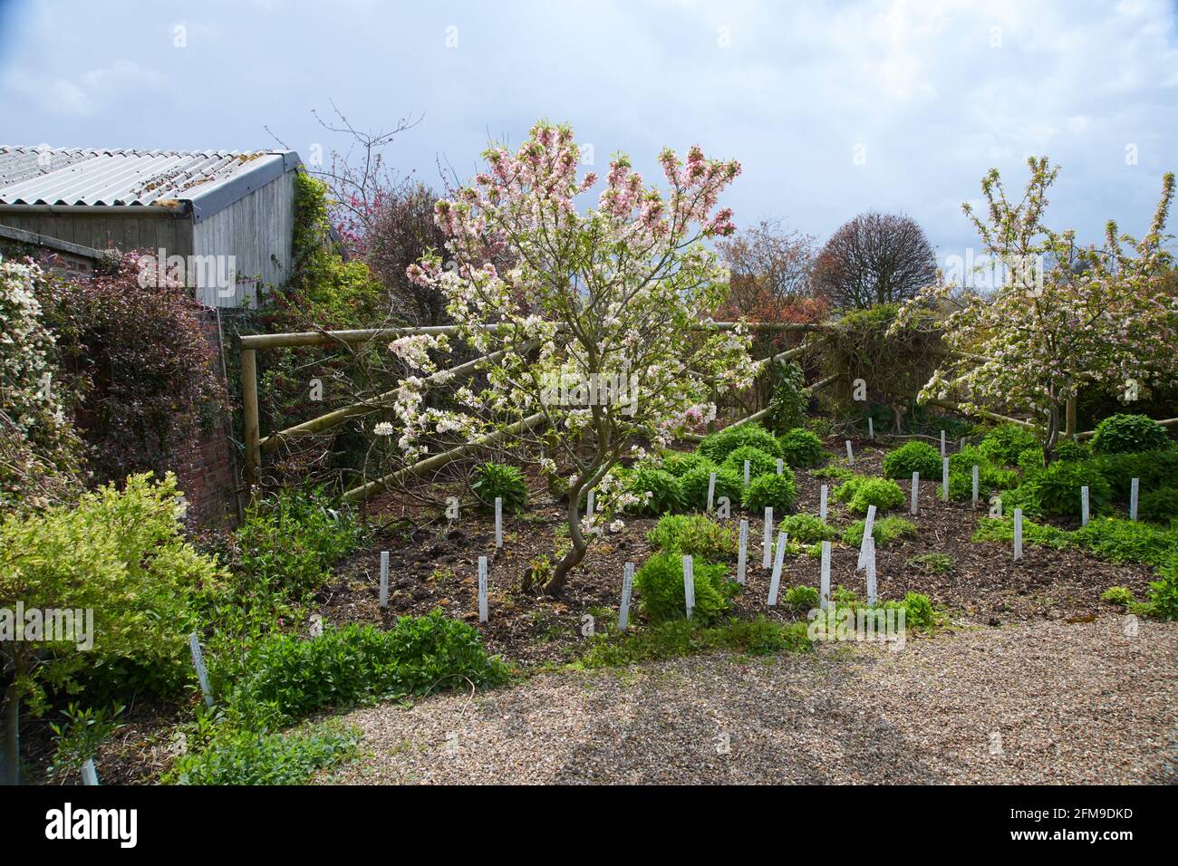 Malus domestica 'Bramley plantules Apple arbres poussant dans un jardin clos élisabéthain, East Yorkshire, Angleterre, Royaume-Uni. Banque D'Images