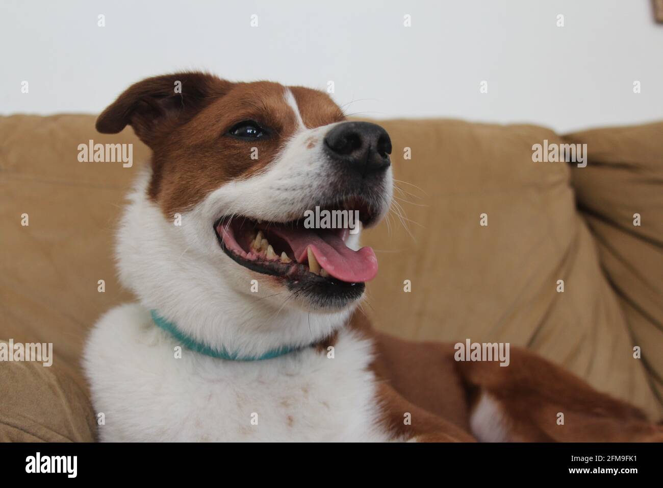 Chien en forme de cuddling sous une couverture Banque D'Images