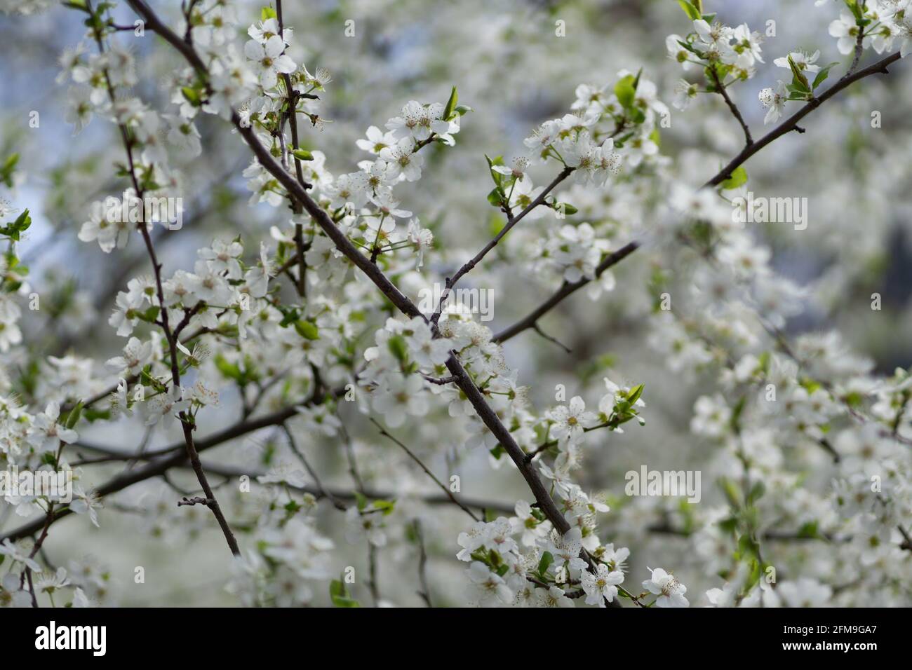 Gros plan de fleurs de noir blanc sur les branches d'arbre pendant un printemps Banque D'Images