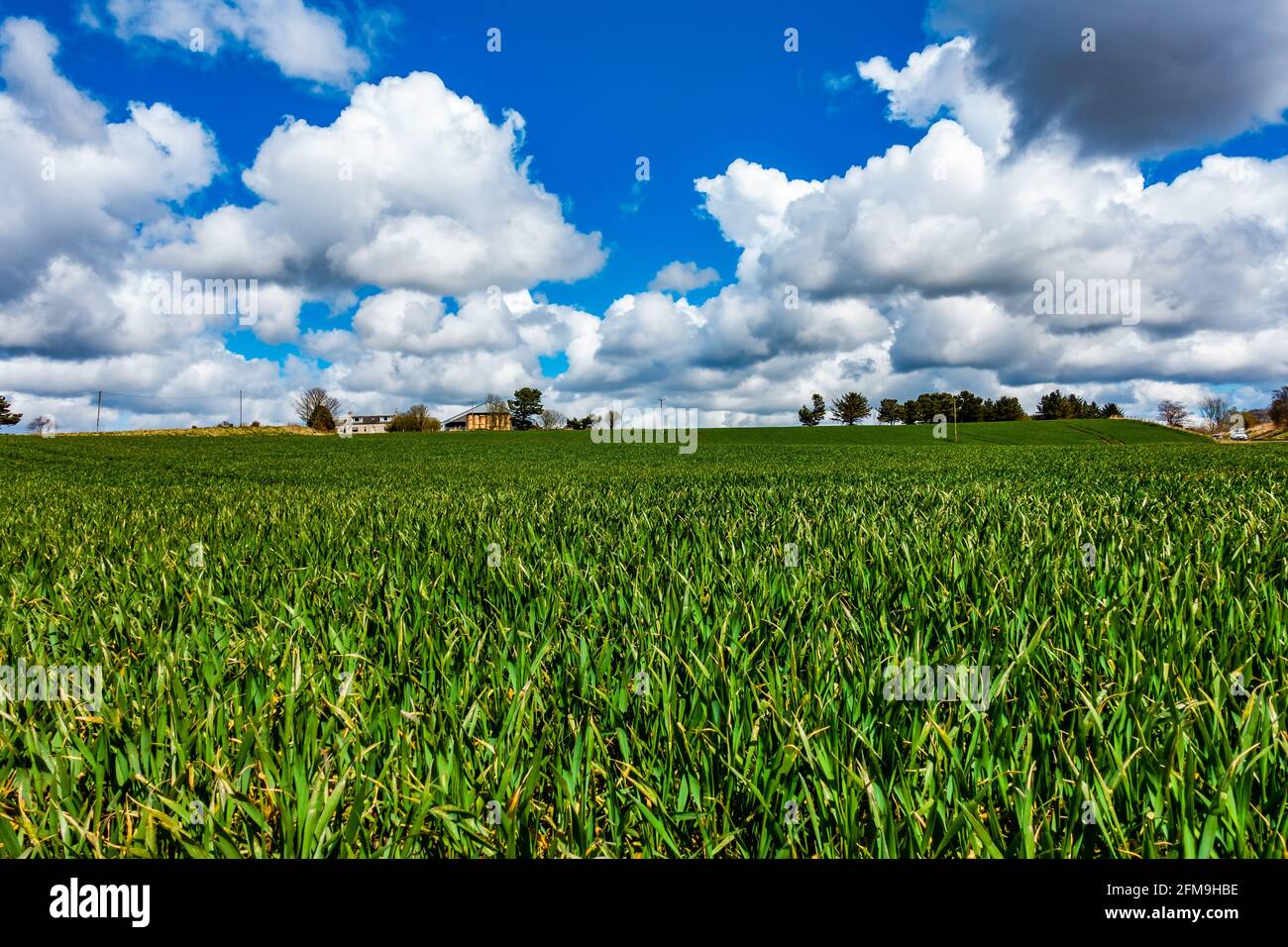 Herbe poussant dans un champ de ferme par une journée ensoleillée au printemps avec un ciel bleu et des nuages blancs Banque D'Images