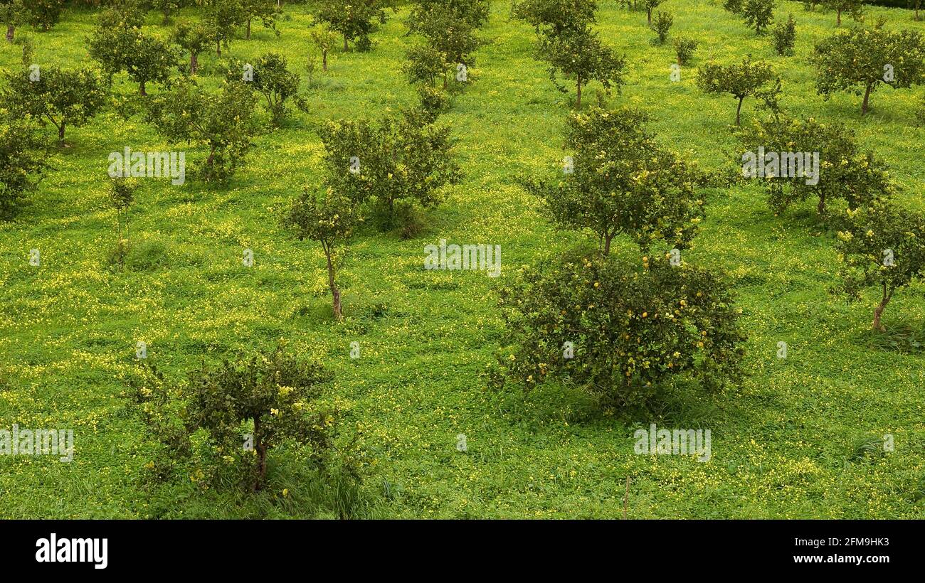 Italie, Sicile, près de Noto, janvier, citronniers aux fruits, prairie verte, fleurs jaunes Banque D'Images