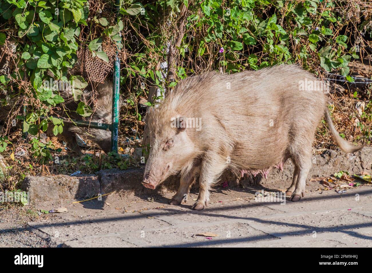 Cochon au fort d'Uparkot à Junagadh, État du Gujarat, Indiaia Banque D'Images