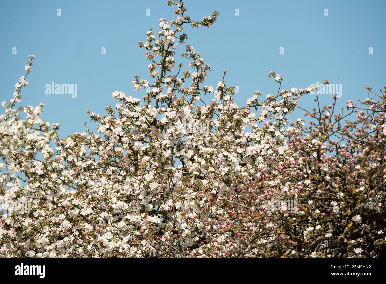 Fleurs de pomme, printemps, verger, jardin de chalet, Bavière, Allemagne Banque D'Images