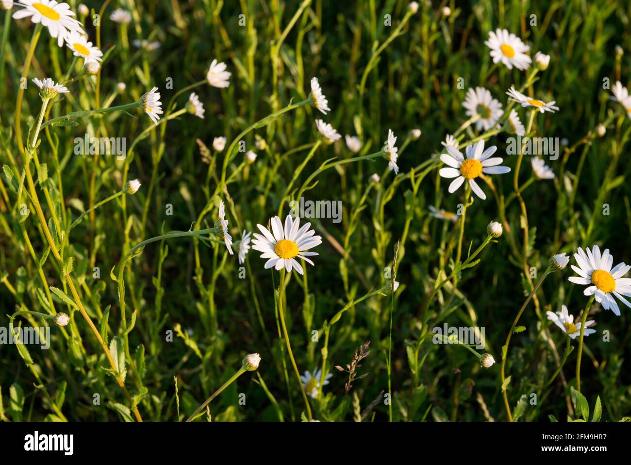 Marguerites, prairie de fleurs en mai Banque D'Images