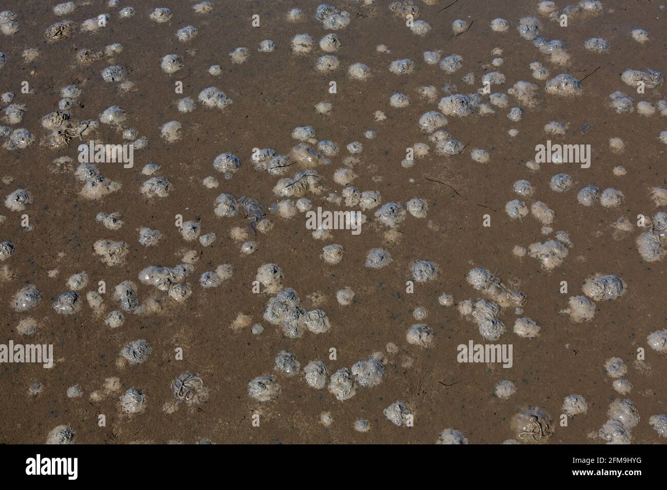 Ver à soie / ver à sable européen (marina d'Arenicola) fosses d'alimentation dans le sable et moulages de sédiments déféqués la plage à marée basse Banque D'Images