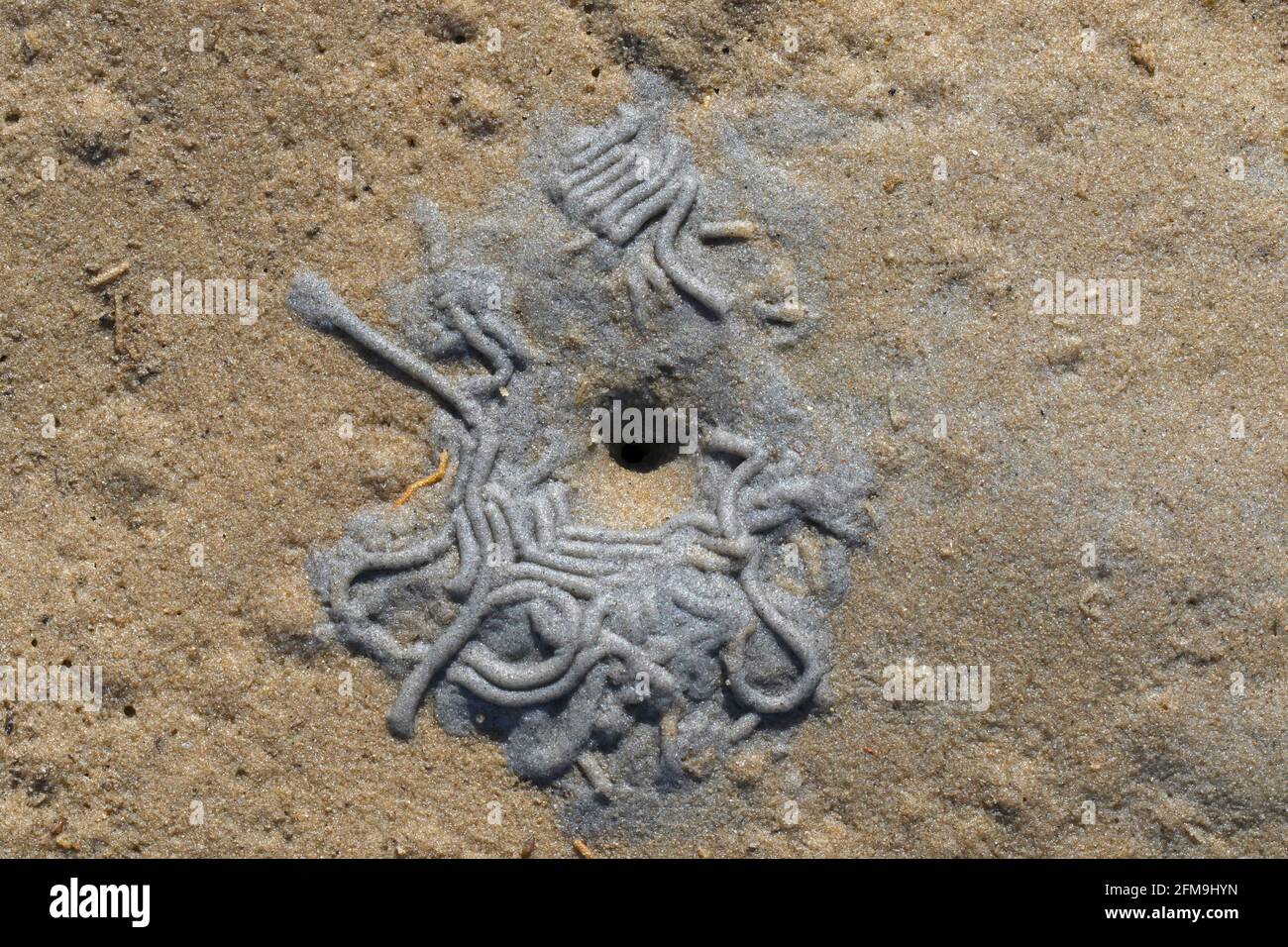 Ver à soie / ver à sable européen (marina d'Arenicola) fosse d'alimentation dans le sable et moulages de sédiments déférés la plage à marée basse Banque D'Images