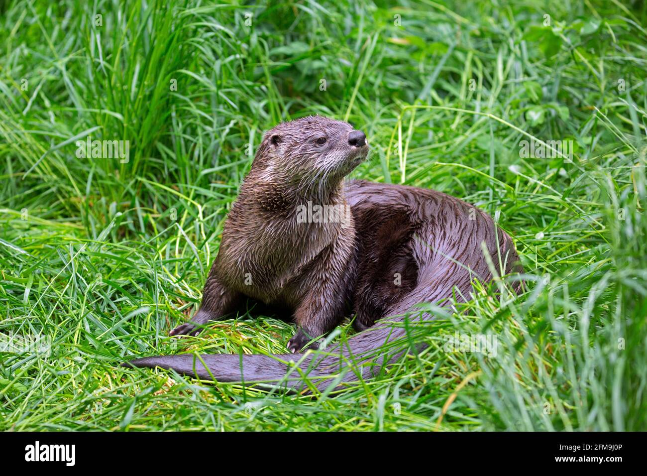 Loutre eurasien / loutre de rivière européen (Lutra lutra) sur terre dans l'herbe de la rive de la rivière / berge dans ressort Banque D'Images