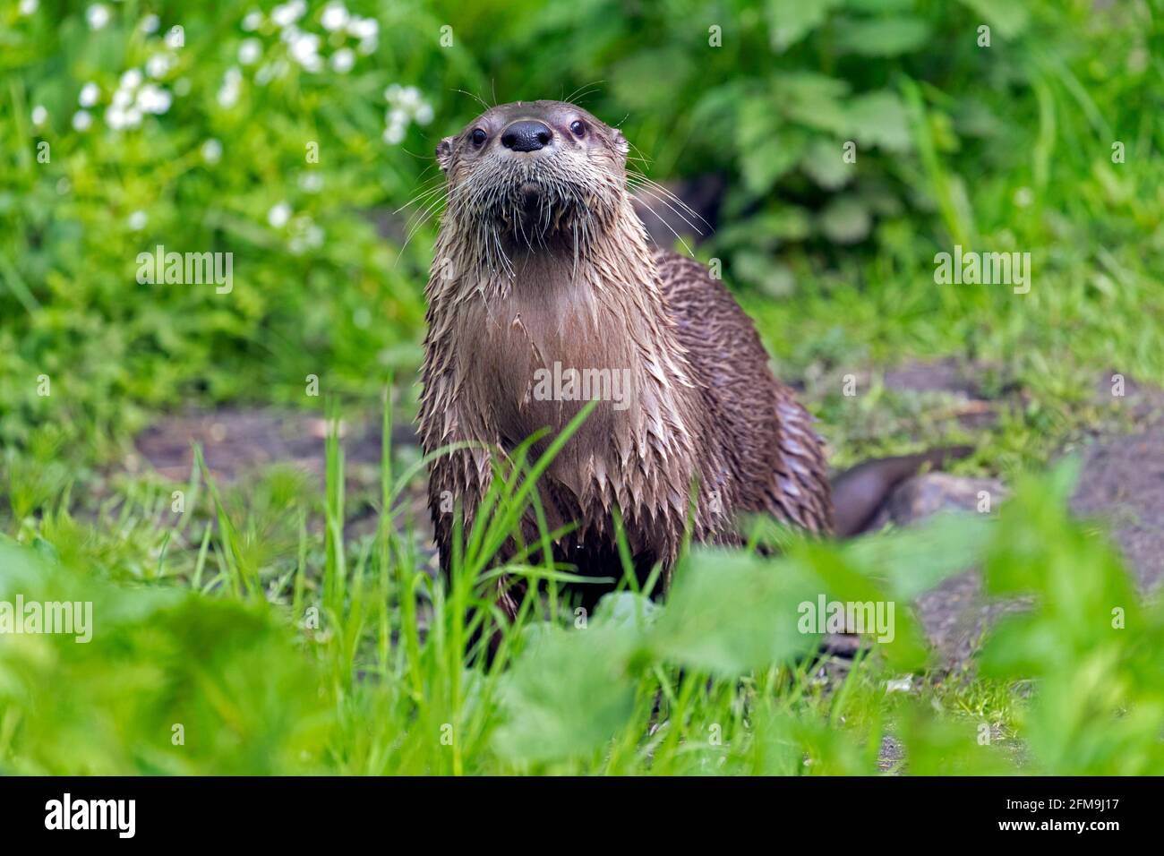 Loutre eurasien / loutre de rivière européen (Lutra lutra) sur terre sur la rive de la rivière / rive au printemps Banque D'Images