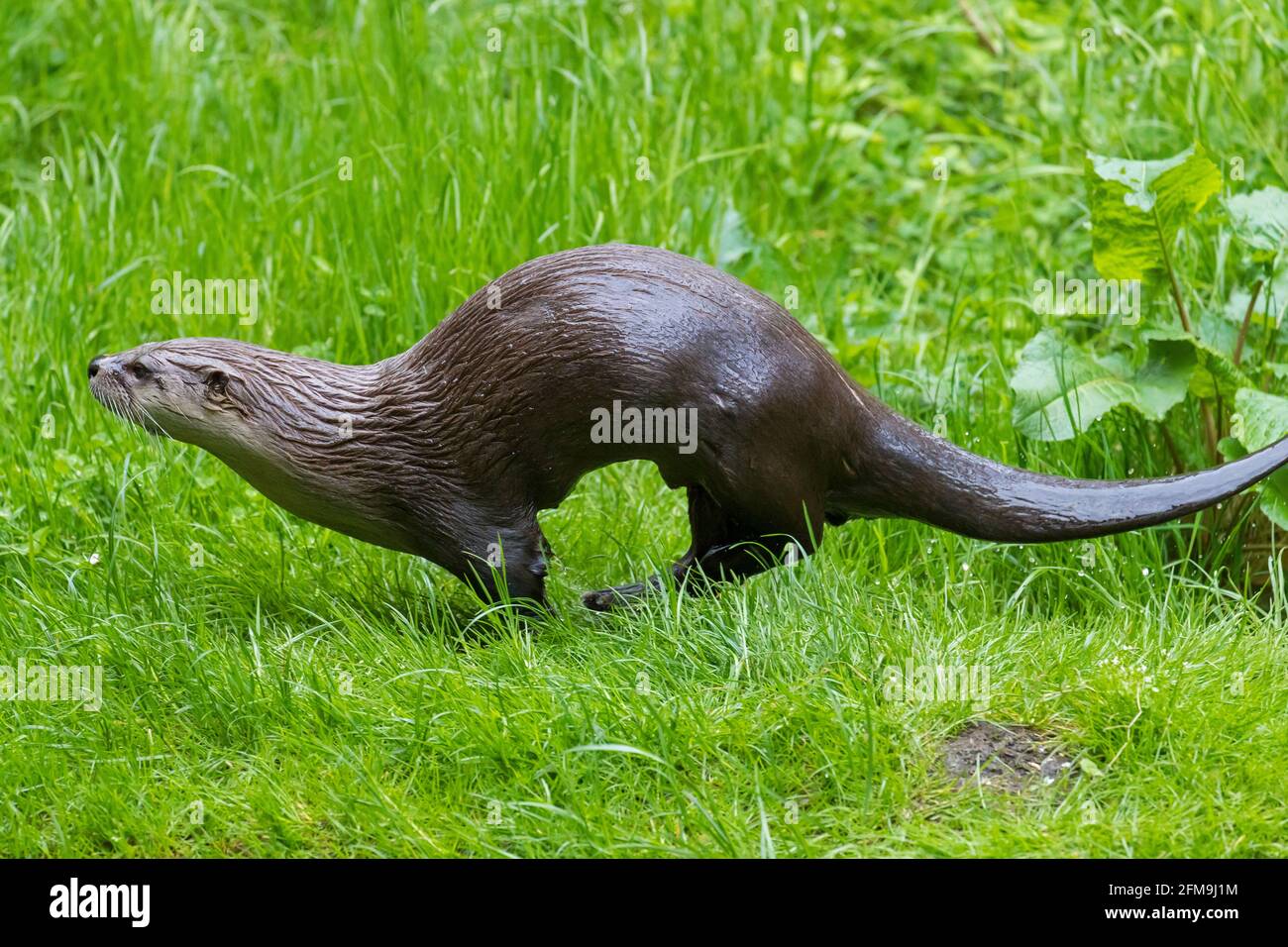 Loutre eurasien / loutre de rivière européen (Lutra lutra) passage sur terre dans prairie / prairie sur la rive de la rivière / rive au printemps Banque D'Images