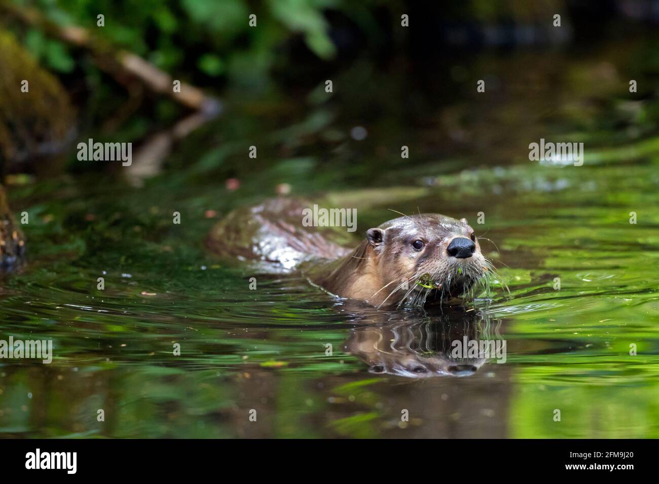 Loutre eurasien / loutre de rivière européen (Lutra lutra) natation dans l'eau de ruisseau / ruisseau dans la forêt dans ressort Banque D'Images
