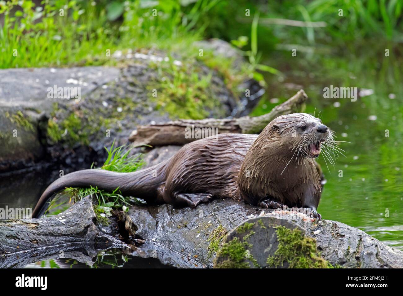 Loutre eurasien / loutre de rivière européen (Lutra lutra) appel de bûche tombée dans l'eau de creek dans la forêt Banque D'Images