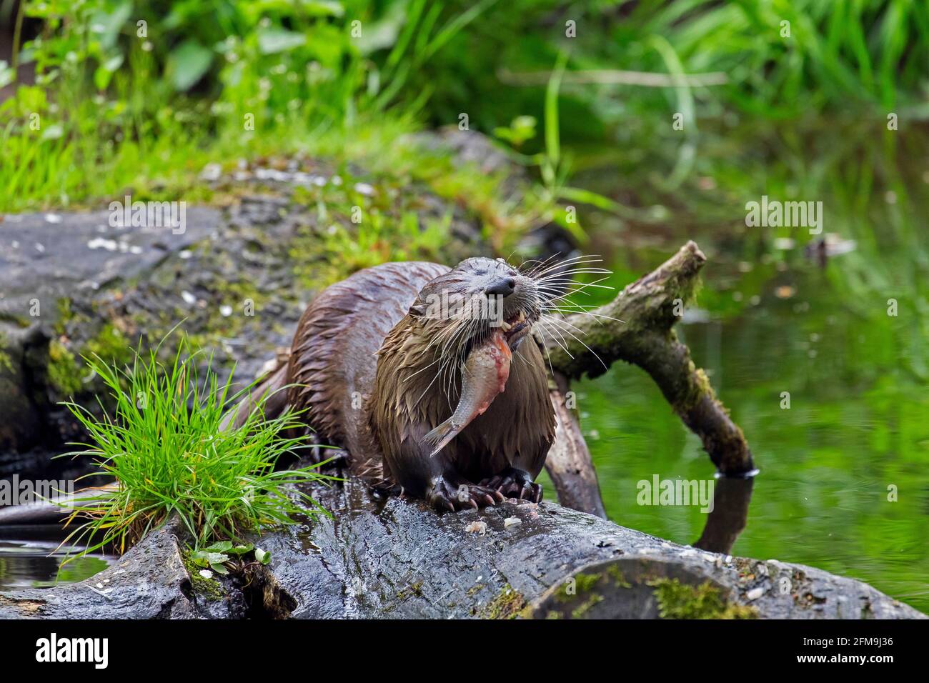 Loutre eurasien / loutre de rivière européen (Lutra lutra) manger du poisson pêché sur le bois tombé dans l'eau de la crique en forêt Banque D'Images