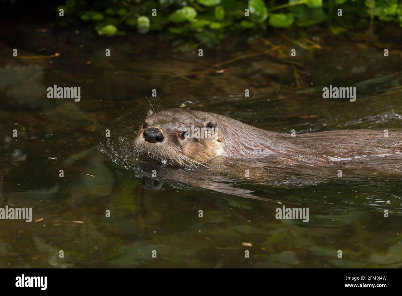 Loutre eurasien / loutre de rivière européen (Lutra lutra) natation dans l'eau de ruisseau / ruisseau dans la forêt dans ressort Banque D'Images