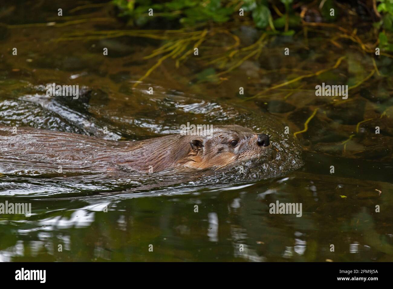 Loutre eurasien / loutre de rivière européen (Lutra lutra) natation dans l'eau de ruisseau / ruisseau dans la forêt dans ressort Banque D'Images
