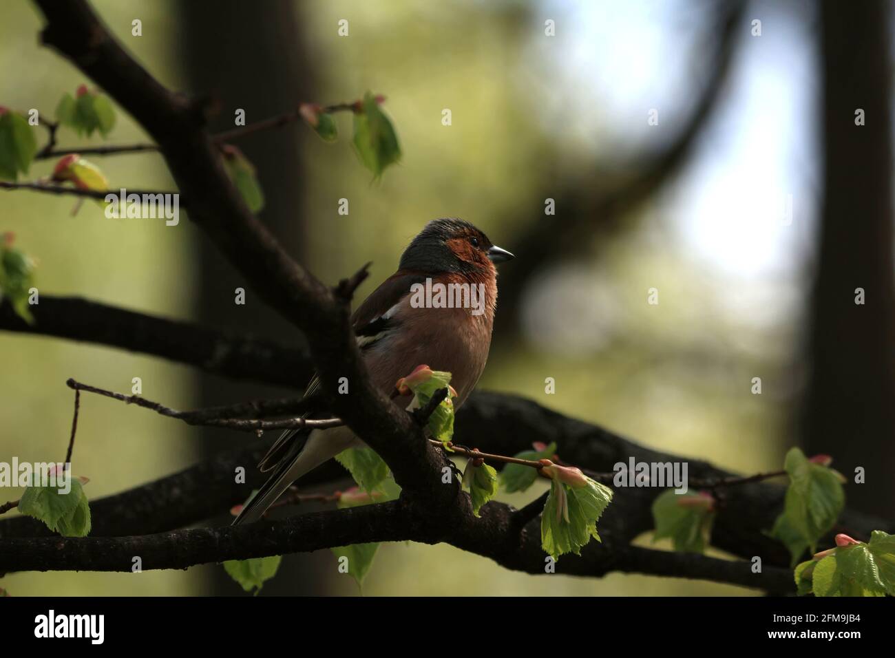 Fringilla coelebs, Chaffinch commun, Chaffinch. Un finch au plumage gris et orange se trouve sur une branche de tilleul avec des feuilles vertes en fleur au soleil. Banque D'Images