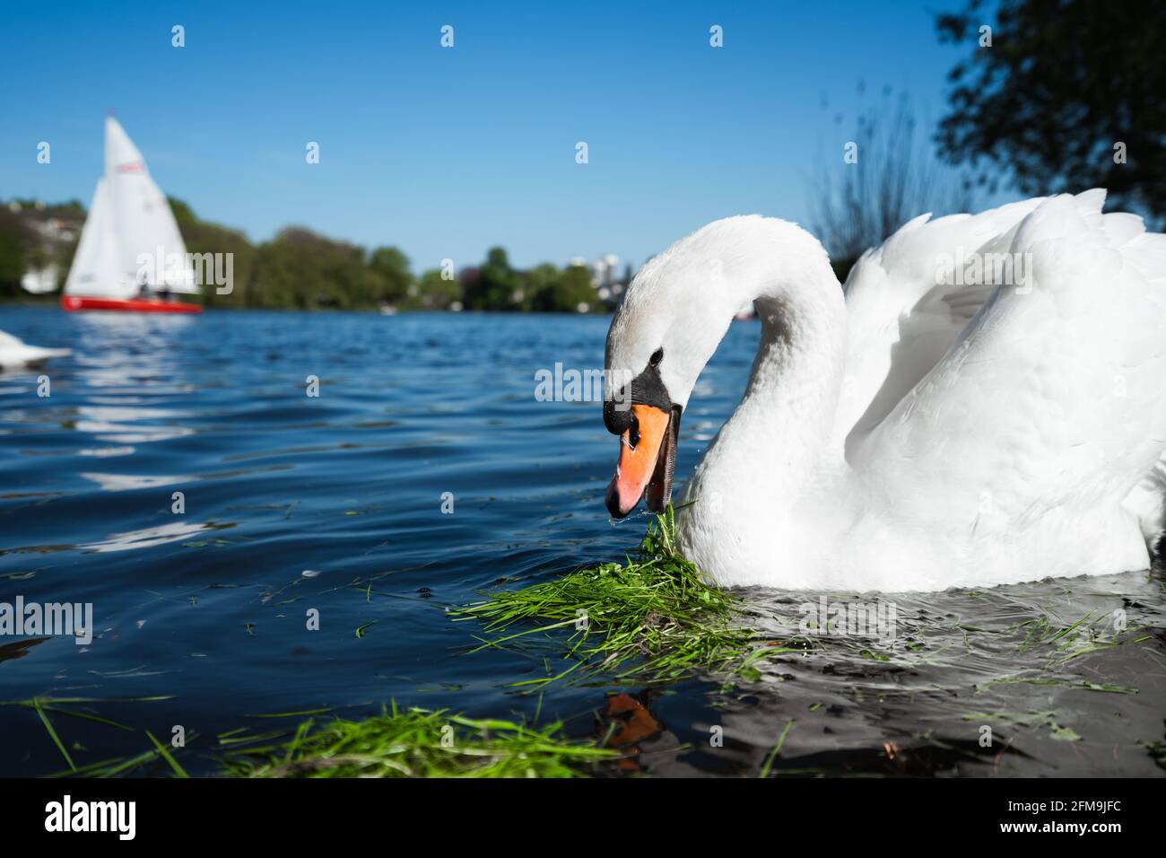 Magnifique cygne de grâce blanc mignon sur le lac Alster par une journée ensoleillée. Bateau à voile blanc de plaisir en arrière-plan. Hambourg, Allemagne. Banque D'Images