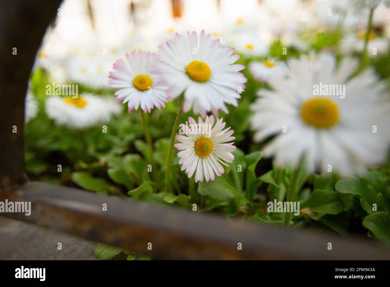 Belle prairie au printemps, pâquerettes fleuries avec des fleurs blanc-jaune et de l'herbe verte Banque D'Images