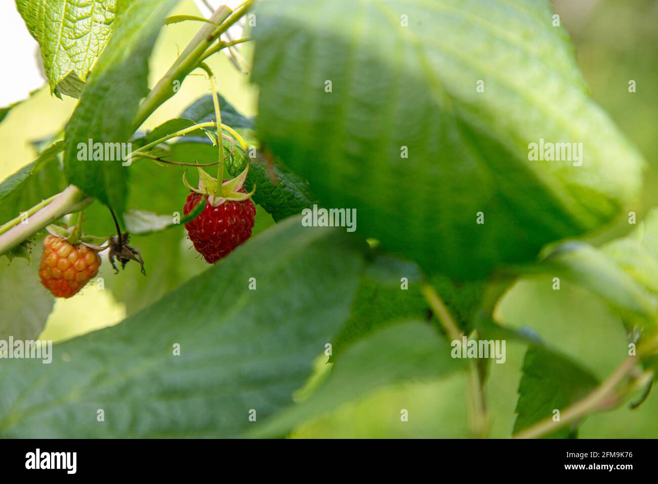 Framboises, biologique, jardin, culture, été, autosuffisance, vert, rouge, photographie couleur, vie fixe, en bonne santé Banque D'Images