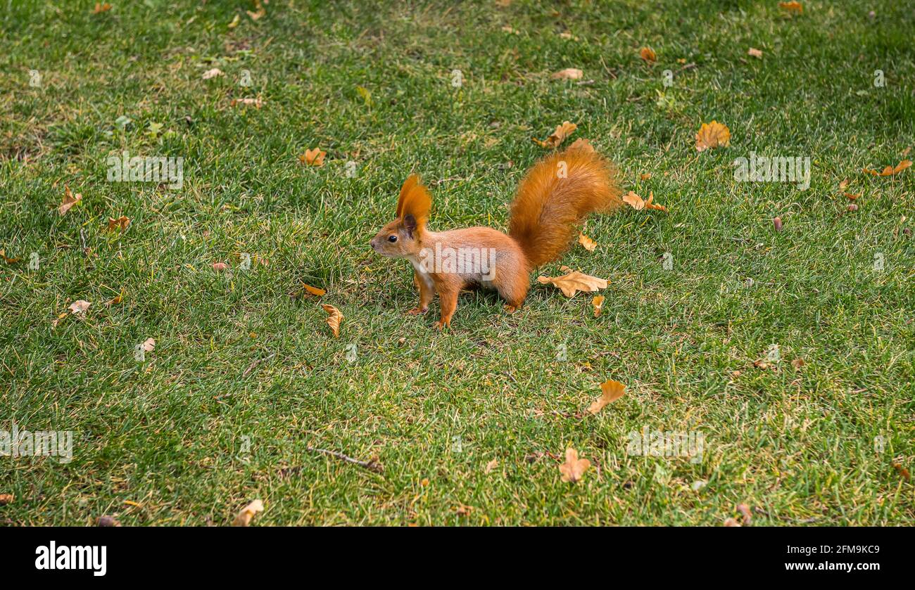 Écureuil roux sur pelouse verte. Le rongeur curieux est debout sur l'herbe surrontée par les feuilles d'automne tombées. Faune et flore dans le parc de la ville. Mise au point sélective. Banque D'Images