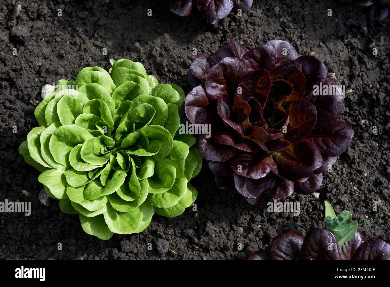 Supervision d'une plante de laitue verte et rouge à le lit d'air ouvert Banque D'Images