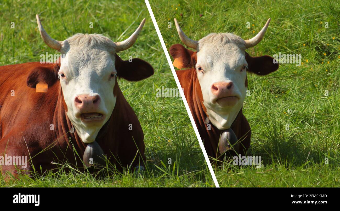 Vaches amusantes regardant la caméra avec une expression interrogative Banque D'Images
