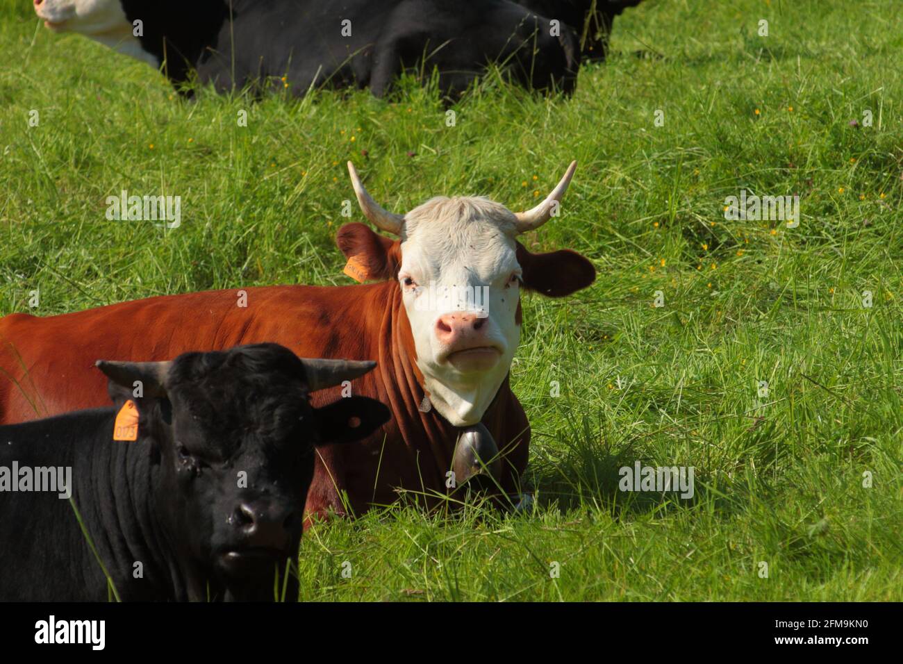 Vaches amusantes regardant la caméra avec l'expression interrogative Banque D'Images