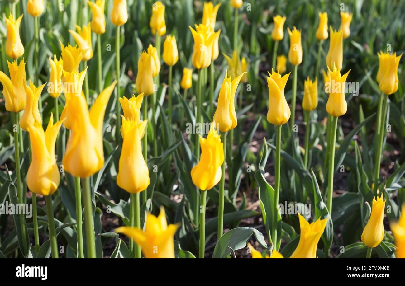 Tulipa 'West point', tulipe à fleurs de nénuphars. Banque D'Images