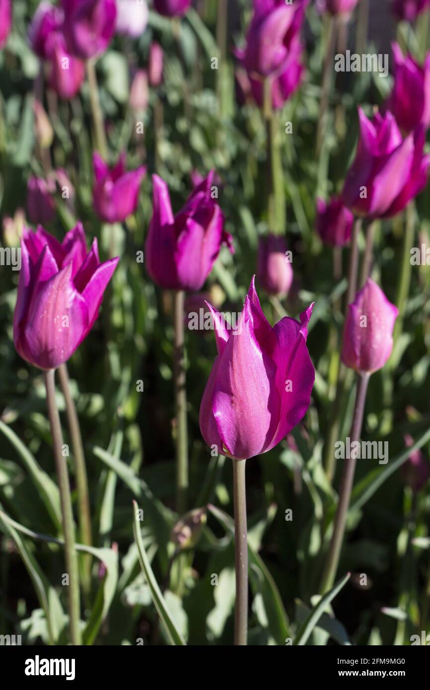 Tulipa 'Purple Dream', tulipe à fleurs de nénuphars. Banque D'Images