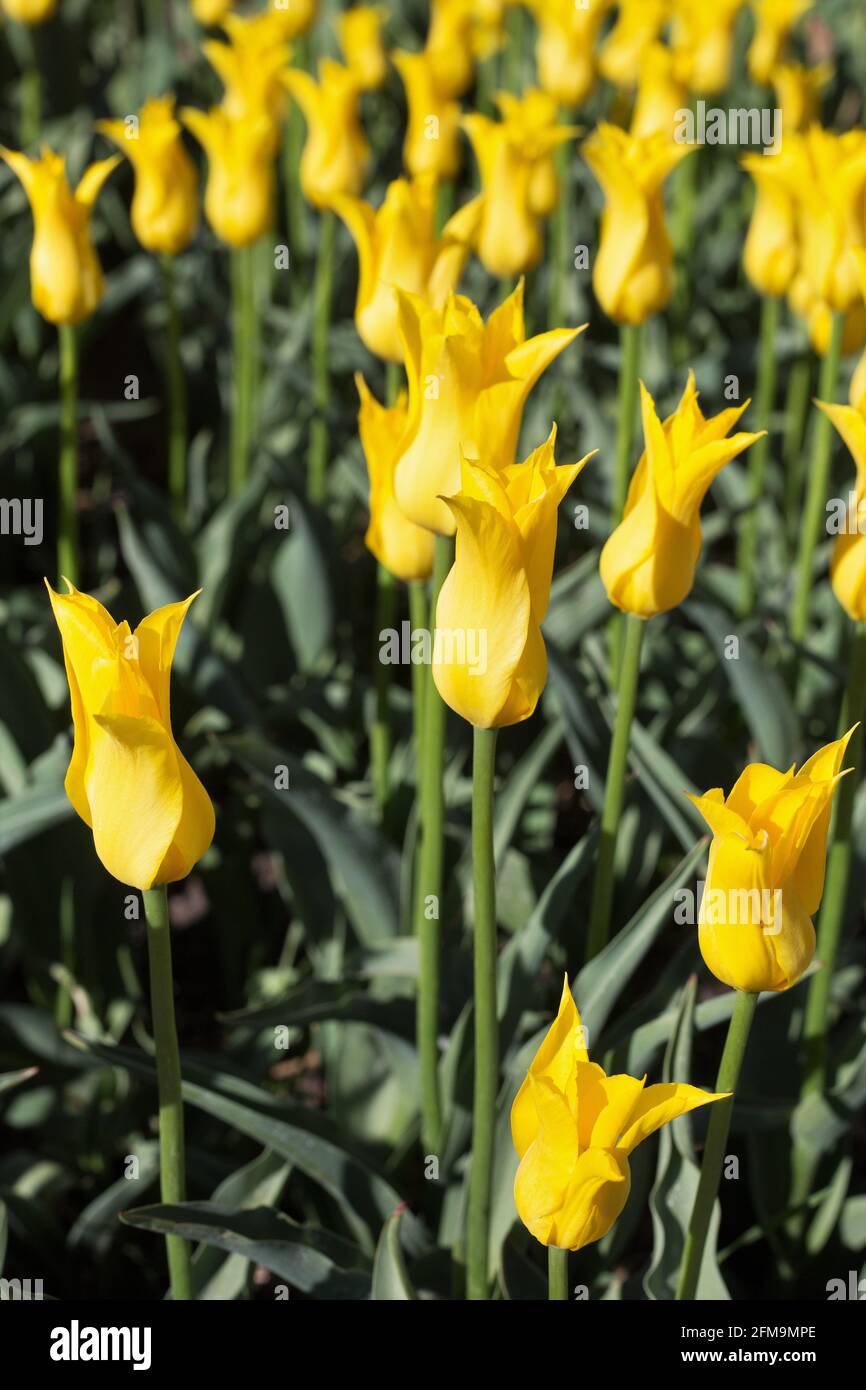 Tulipa 'West point', tulipe à fleurs de nénuphars. Banque D'Images