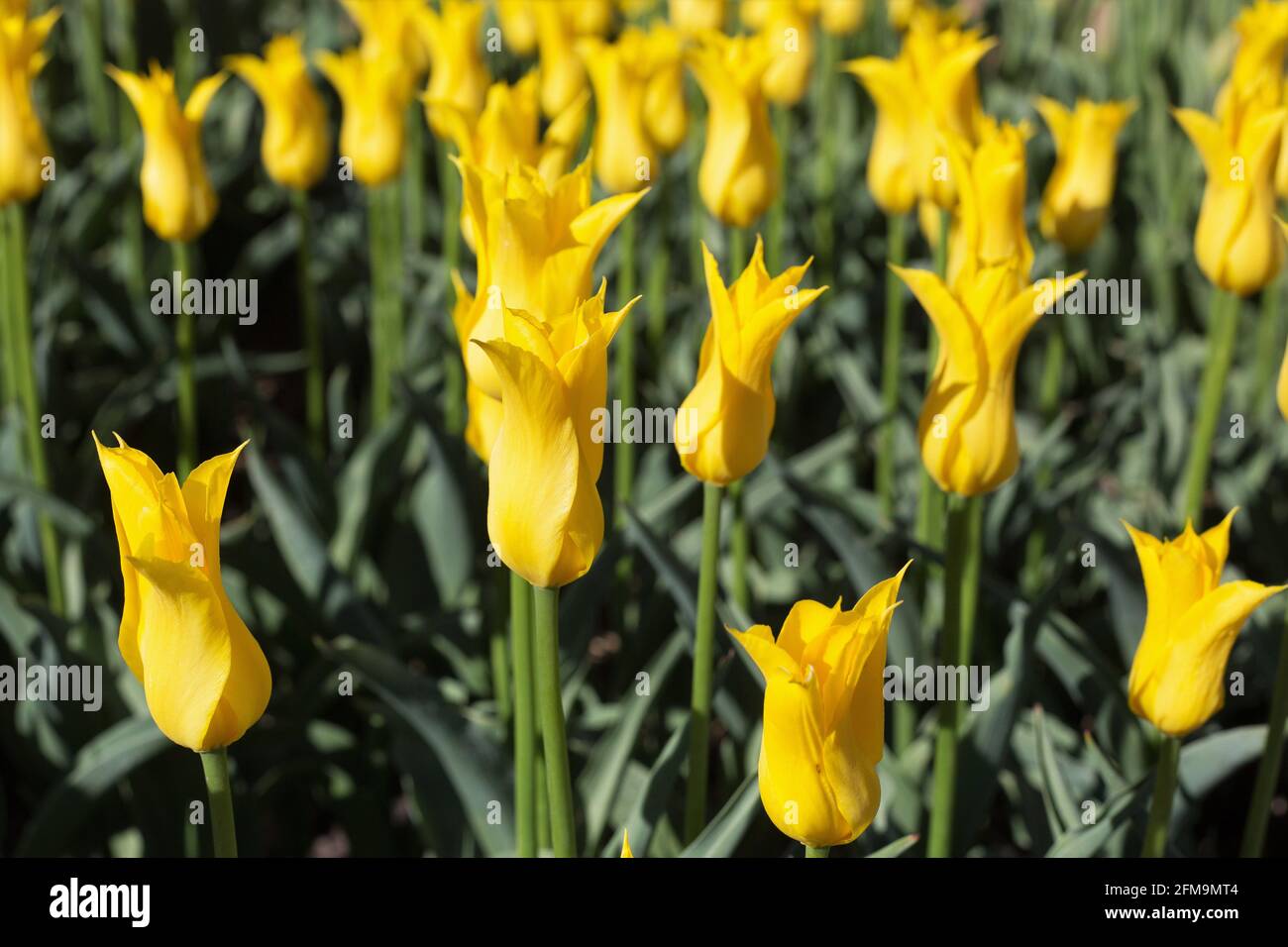 Tulipa 'West point', tulipe à fleurs de nénuphars. Banque D'Images