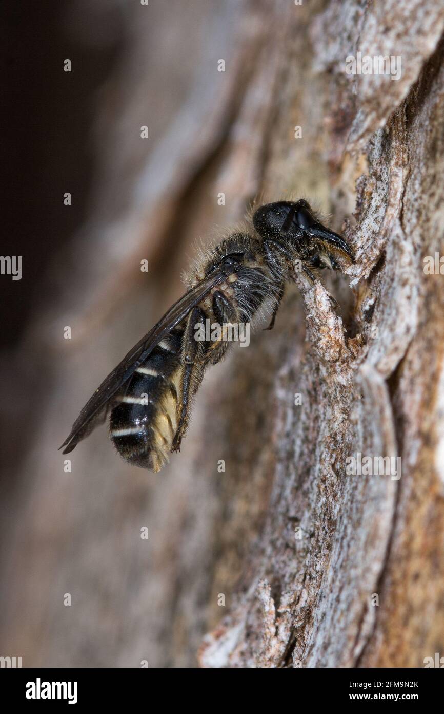 Hahnenfuß Scherenbiene hält sich mit den Mandiblen an der Rinde fest Banque D'Images