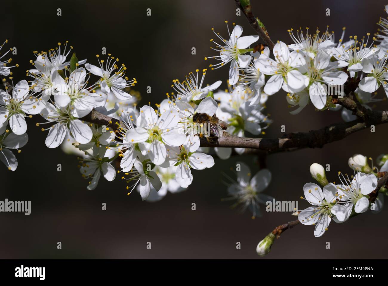 Gros plan d'une abeille sur des fleurs de damson au printemps Banque D'Images
