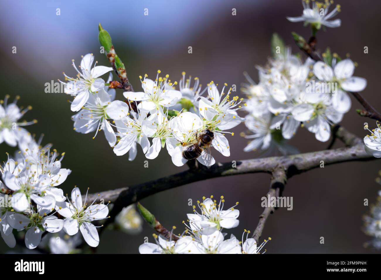 Gros plan d'une abeille sur des fleurs de damson au printemps Banque D'Images