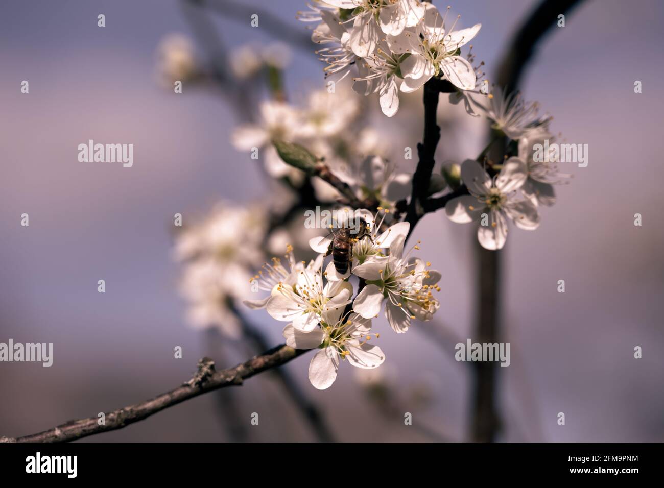 Gros plan d'une abeille sur des fleurs de damson au printemps Banque D'Images