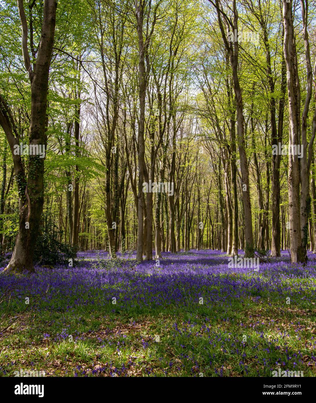 Parnholt Woods, Hampshire, Royaume-Uni, couvert de cloches au printemps, avec un fond de bouleaux. Banque D'Images