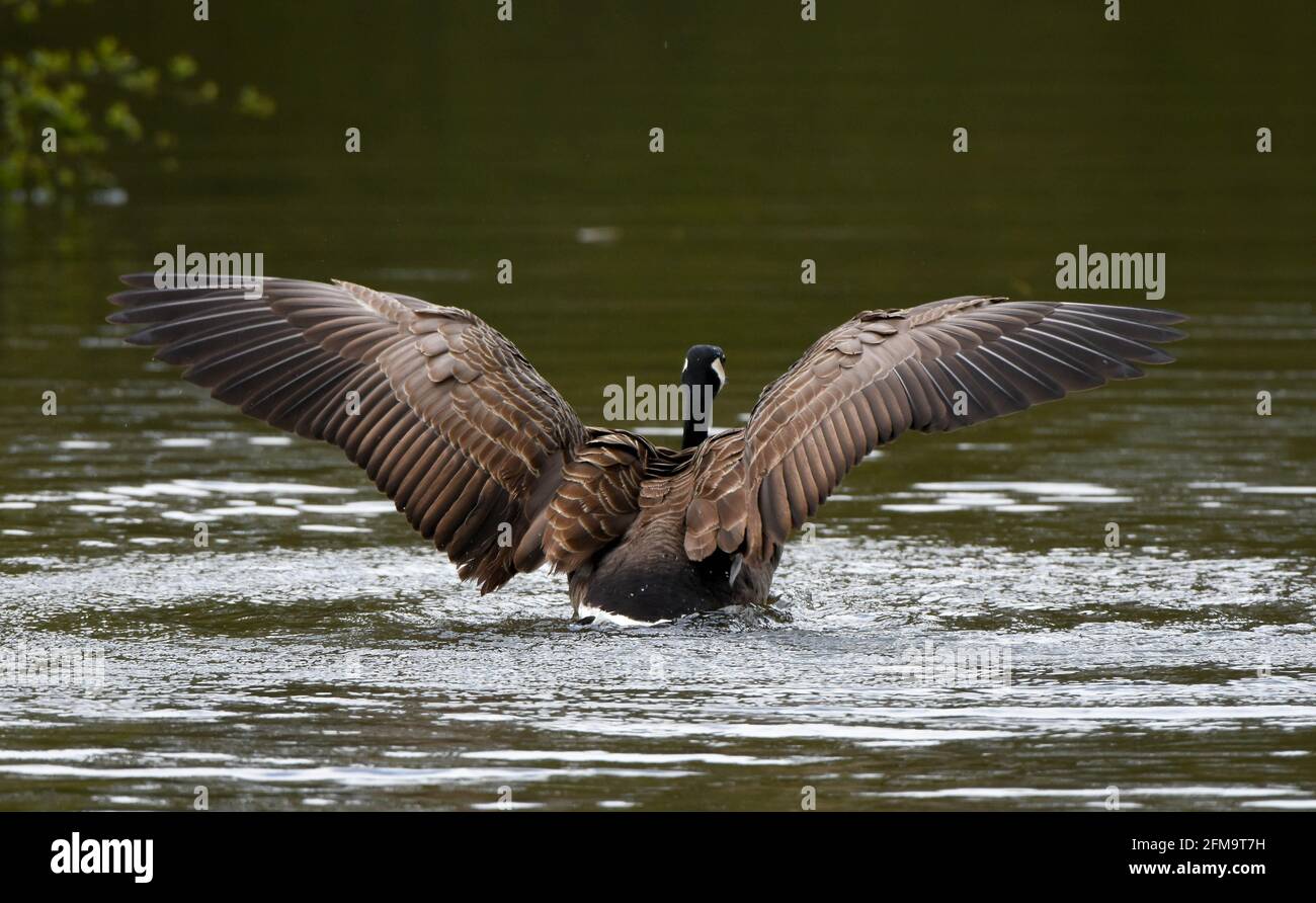 L'oie canadienne débarque dans l'eau avec des ailes étirées Banque D'Images