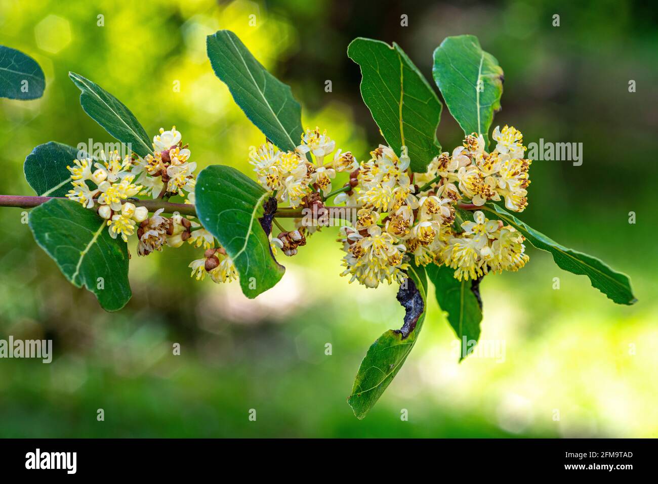 Floraison le Laurel, Laurus nobilis L., est une plante aromatique et officinale appartenant à la famille des Lauraceae. Abruzzes, Italie, Europe Banque D'Images